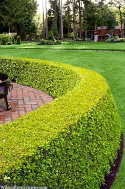 Golden Triumph Variegated Dwarf Boxwood - 3 Gallon Pot -Wilson Bros Gardens buxus microphylla golden triumph boxwood hedge 2