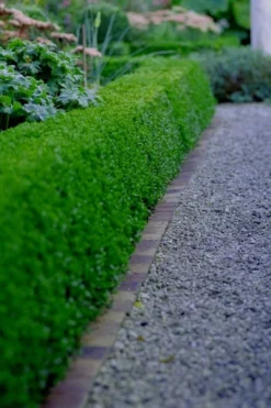Little Missy Dwarf Boxwood - 2.5 Gallon Pot -Wilson Bros Gardens buxus microphylla little missy dwarf boxwood 3 3