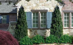 Arctic Emerald Columnar Boxwood - 1 Gallon Pot -Wilson Bros Gardens buxus sempervirens arctic emerald boxwood 103 1