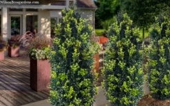 Arctic Emerald Columnar Boxwood - 1 Gallon Pot -Wilson Bros Gardens buxus sempervirens arctic emerald boxwood 105 1