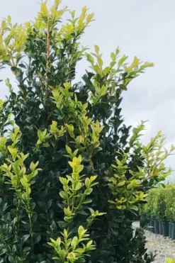 Arctic Emerald Columnar Boxwood - 6 Pack Of 1 Gallon Pots 12 Arctic Emerald Columnar Boxwood - 6 Pack Of 1 Gallon Pots -Wilson Bros Gardens buxus sempervirens arctic emerald boxwood 12