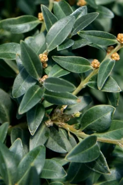 Arctic Emerald Columnar Boxwood - 1 Gallon Pot -Wilson Bros Gardens buxus sempervirens arctic emerald boxwood 16 1