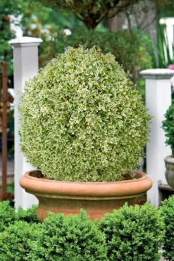 Elegans Variegated Boxwood - Buxus Sempervirens 'Elegantissima' - 2 Gallon Pot -Wilson Bros Gardens buxus sempervirens elegantissima variegated boxwood 101 1