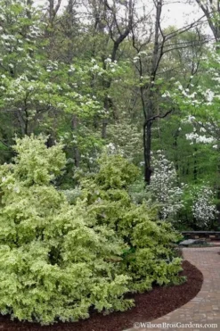 Elegans Variegated Boxwood - Buxus Sempervirens 'Elegantissima' - 3 Gallon Pot -Wilson Bros Gardens buxus sempervirens elegantissima variegated boxwood 102