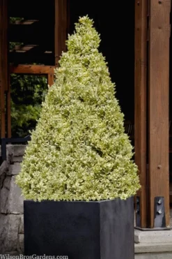 Elegans Variegated Boxwood - Buxus Sempervirens 'Elegantissima' - 2 Gallon Pot -Wilson Bros Gardens buxus sempervirens elegantissima variegated boxwood 105 1
