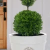 Dwarf English Boxwood Two-Ball Poodle Tier Topiary - 3 Gallon Pot