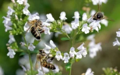 White Cloud Calamint - 1 Gallon Pot -Wilson Bros Gardens calamint white cloud 5
