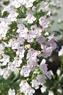 White Cloud Calamint - 1 Gallon Pot -Wilson Bros Gardens calamint white cloud 6