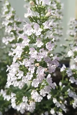 White Cloud Calamint - 1 Gallon Pot -Wilson Bros Gardens calamint white cloud 7