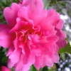 Autumn Spirit Camellia - Hybrid - 3 Gallon Pot