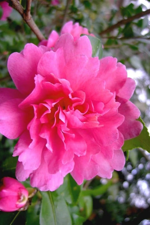 Autumn Spirit Camellia - Hybrid - 3 Gallon Pot 1 Autumn Spirit Camellia - Hybrid - 3 Gallon Pot