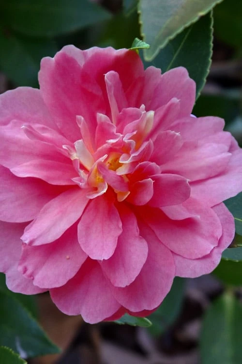 Autumn Spirit Camellia - Hybrid - 3 Gallon Pot 6 Autumn Spirit Camellia - Hybrid - 3 Gallon Pot - Image 6