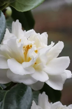 Cream Puff Fragrant Camellia - 3 Gallon Pot -Wilson Bros Gardens camellia cream puff 1