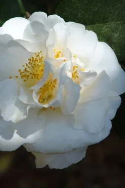 Cream Puff Fragrant Camellia - 3 Gallon Pot -Wilson Bros Gardens camellia cream puff 2