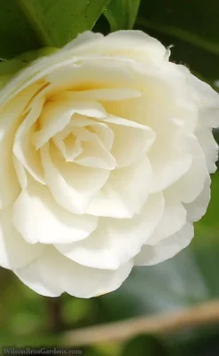 Dahlonega Camellia Japonica - 3 Gallon Pot -Wilson Bros Gardens camellia dahlonega 3