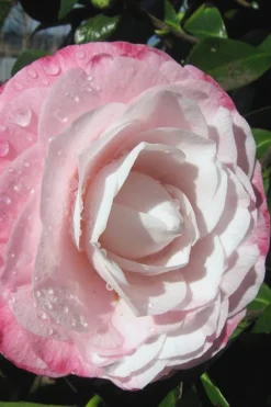 Desire Camellia Japonica - 1 Gallon Pot -Wilson Bros Gardens camellia desire 2