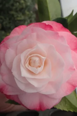 Desire Camellia Japonica - 1 Gallon Pot -Wilson Bros Gardens camellia desire 3