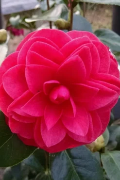 Glen 40 Camellia Japonica - 1 Gallon Pot 12 Glen 40 Camellia Japonica - 1 Gallon Pot -Wilson Bros Gardens camellia glen 40 2