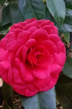 Glen 40 Camellia Japonica - 1 Gallon Pot 10 Glen 40 Camellia Japonica - 1 Gallon Pot -Wilson Bros Gardens camellia glen 40 3