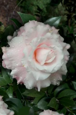 Jerry Donnan Camellia Japonica - 3 Gallon Pot