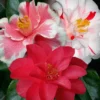 Lady Vansittart Multicolor Camellia Japonica - 3 Gallon Pot