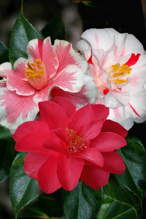 Lady Vansittart Multicolor Camellia Japonica - 3 Gallon Pot 1 Lady Vansittart Multicolor Camellia Japonica - 3 Gallon Pot