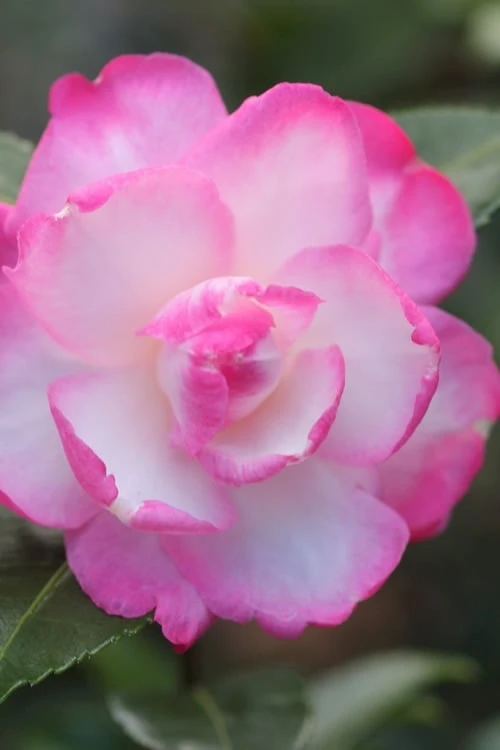 Leslie Ann Camellia Sasanqua - 1 Gallon Pot 1 Leslie Ann Camellia Sasanqua - 1 Gallon Pot