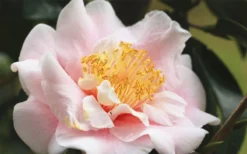 Moonlight Bay Camellia Japonica - 3 Gallon Pot -Wilson Bros Gardens camellia moonlight bay 3