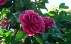 Purple Haze Camellia - 1 Gallon Pot -Wilson Bros Gardens camellia sasanqua purple haze 2