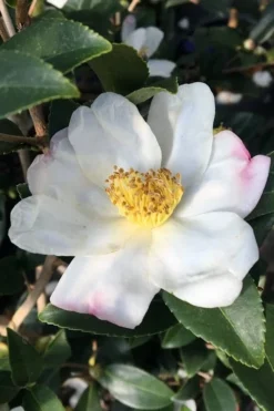 Survivor Cold Hardy White Camellia - 3 Gallon Pot -Wilson Bros Gardens camellia sasanqua sweet october 3