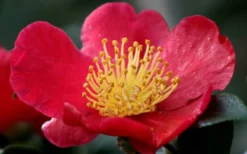 Yuletide Camellia Sasanqua - 2.5 Quart Pot -Wilson Bros Gardens camellia yuletide flower closeup