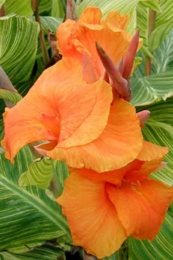 Bengal Tiger Canna Lily - 1 Gallon Pot 15 Bengal Tiger Canna Lily - 1 Gallon Pot -Wilson Bros Gardens canna pretoria bengal tiger 1