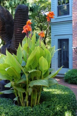 Bengal Tiger Canna Lily - 1 Gallon Pot 14 Bengal Tiger Canna Lily - 1 Gallon Pot -Wilson Bros Gardens canna pretoria bengal tiger 2