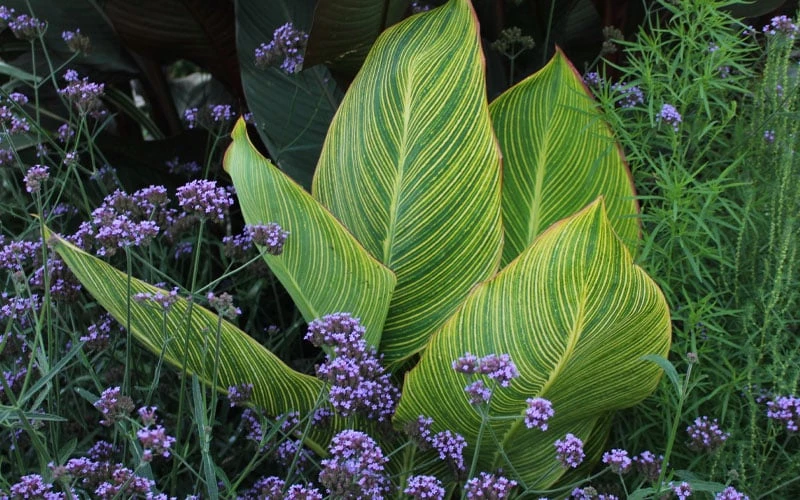 Bengal Tiger Canna Lily - 1 Gallon Pot 9 Bengal Tiger Canna Lily - 1 Gallon Pot - Image 9