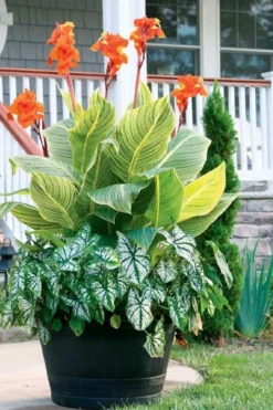 Bengal Tiger Canna Lily - 1 Gallon Pot 16 Bengal Tiger Canna Lily - 1 Gallon Pot -Wilson Bros Gardens canna pretoria bengal tiger 4