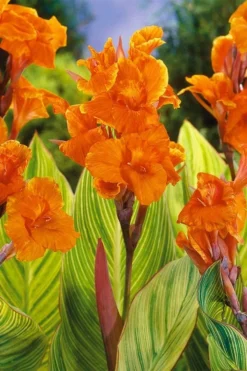 Bengal Tiger Canna Lily - 1 Gallon Pot 13 Bengal Tiger Canna Lily - 1 Gallon Pot -Wilson Bros Gardens canna pretoria bengal tiger 8