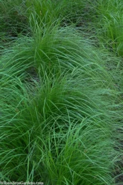 Pennsylvania Sedge (Carex Pennsylvanica) - 8 Pack 1 Gallon Pot 11 Pennsylvania Sedge (Carex Pennsylvanica) - 8 Pack 1 Gallon Pot -Wilson Bros Gardens carex pennsylvanica pennylvania sedge 2