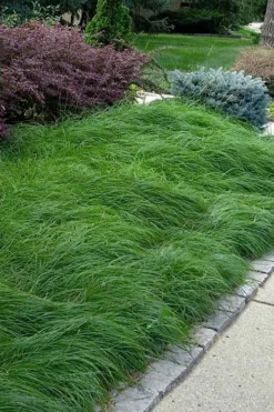Pennsylvania Sedge (Carex Pennsylvanica) - 8 Pack 1 Gallon Pot 9 Pennsylvania Sedge (Carex Pennsylvanica) - 8 Pack 1 Gallon Pot -Wilson Bros Gardens carex pennsylvanica pennylvania sedge 4