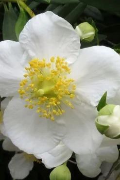 Elizabeth Bush Anemone (Carpentaria Californica) - 5 Gallon Pot 11 Elizabeth Bush Anemone (Carpentaria Californica) - 5 Gallon Pot -Wilson Bros Gardens carpentaria californica elizabeth bush anemone 1