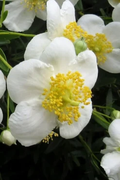 Elizabeth Bush Anemone (Carpentaria Californica) - 5 Gallon Pot 13 Elizabeth Bush Anemone (Carpentaria Californica) - 5 Gallon Pot -Wilson Bros Gardens carpentaria californica elizabeth bush anemone 3