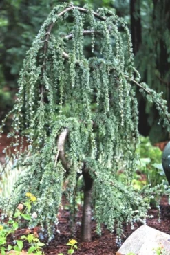 Serpentine Weeping Blue Atlas Cedar - 5 Gallon Pot -Wilson Bros Gardens ceadr blue atlas serpentine 1