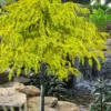 Gold Cascade Deodar Cedar (Single Trunk Topiary Tree)- 7 Gallon Pot