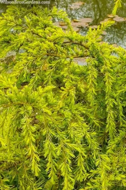 Gold Cascade Deodar Cedar (Single Trunk Topiary Tree)- 7 Gallon Pot -Wilson Bros Gardens cedrus deodara gold cascade single trunk tree form topiary 3