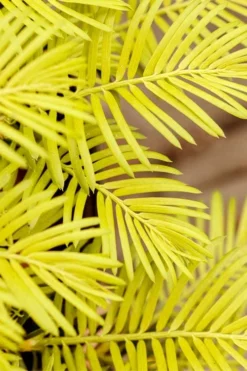 Golden Dragon Plum Yew (Cephalotaxus Harringtonia) - 3 Gallon Pot -Wilson Bros Gardens cephalotaxus harringtonia golden dragon japanese yew 22