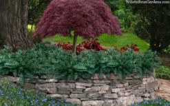 Creeping Japanese Plum Yew (Cephalotaxus Harringtonia 'Prostrata') - 2.5 Quart Pot -Wilson Bros Gardens cephalotaxus harringtonia prostrata creeping japanese yew 33