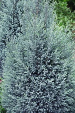 Blue Surprise Lawson Cypress (Chamaecyparis Lawsoniana) - 2 Gallon Pot -Wilson Bros Gardens chamaecyparis lawsoniana blue surprise lawson cypress 11