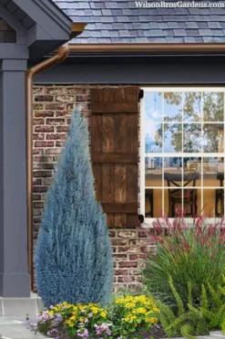 Blue Surprise Lawson Cypress (Chamaecyparis Lawsoniana) - 2 Gallon Pot