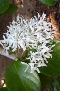 Tokyo Tower Chinese Fringe Tree (Chionanthus Retusus) - 7 Gallon Pot (5-6') 11 Tokyo Tower Chinese Fringe Tree (Chionanthus Retusus) - 7 Gallon Pot (5-6') -Wilson Bros Gardens chionanthus retusus tokyo tower chinese fringe tree 4 1