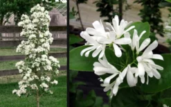 Tokyo Tower Chinese Fringe Tree (Chionanthus Retusus) - 7 Gallon Pot (4-5') 12 Tokyo Tower Chinese Fringe Tree (Chionanthus Retusus) - 7 Gallon Pot (4-5') -Wilson Bros Gardens chionanthus retusus tokyo tower chinese fringe tree 6 2