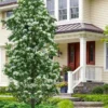 Tokyo Tower Chinese Fringe Tree (Chionanthus Retusus) - 7 Gallon Pot (5-6')